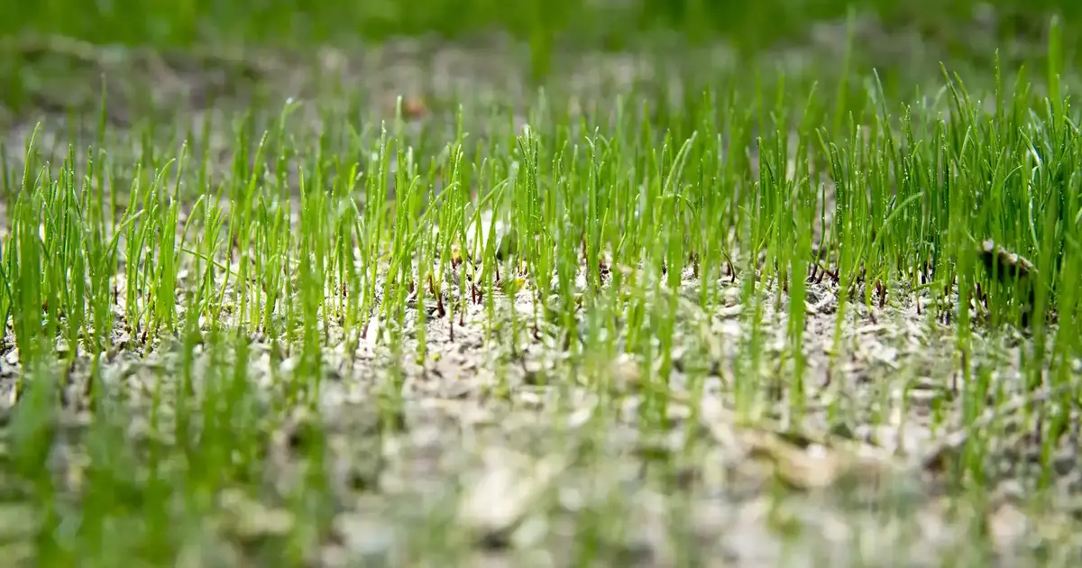Does Compost Help Grass Seed Grow Faster?