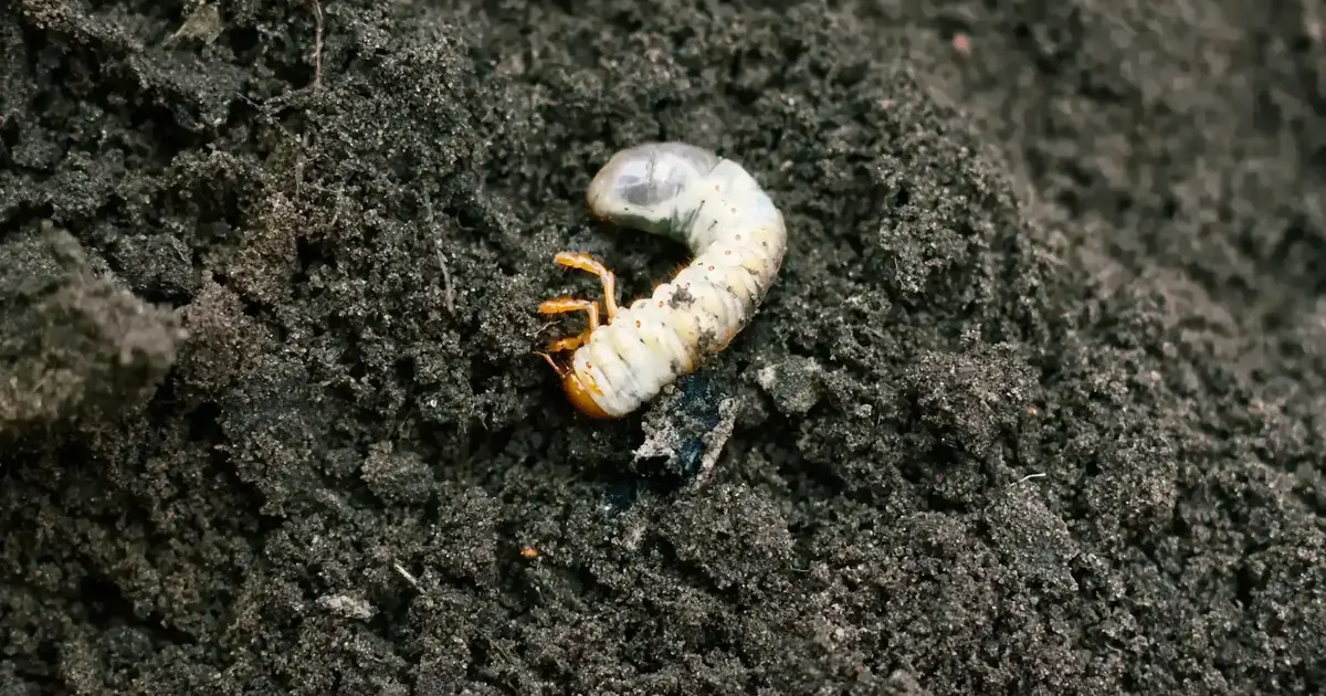 How to Treat and Prevent Lawn Grubs in the Fall