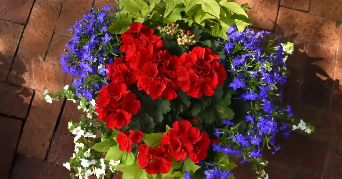 How to Keep Your Potted Flowers Blooming All Season Long
