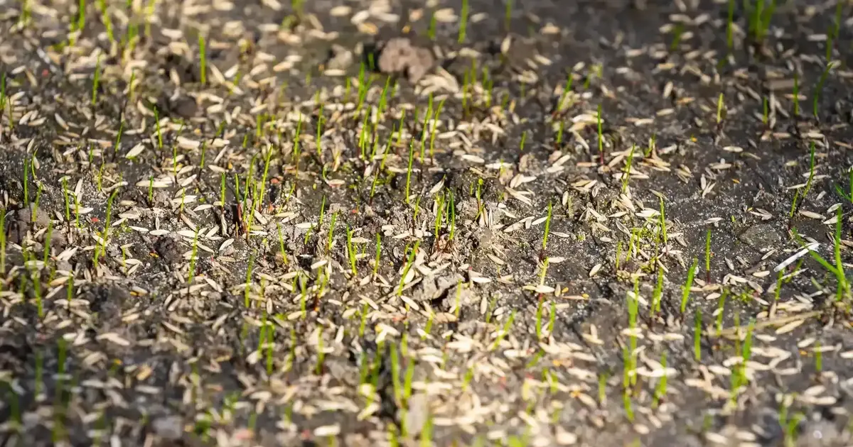 ohio native wildflower seeds Native Short Grass and Wildflower Seed Mix