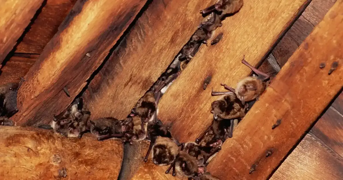 Bats in the House? What Homeowners Should Know and Do
