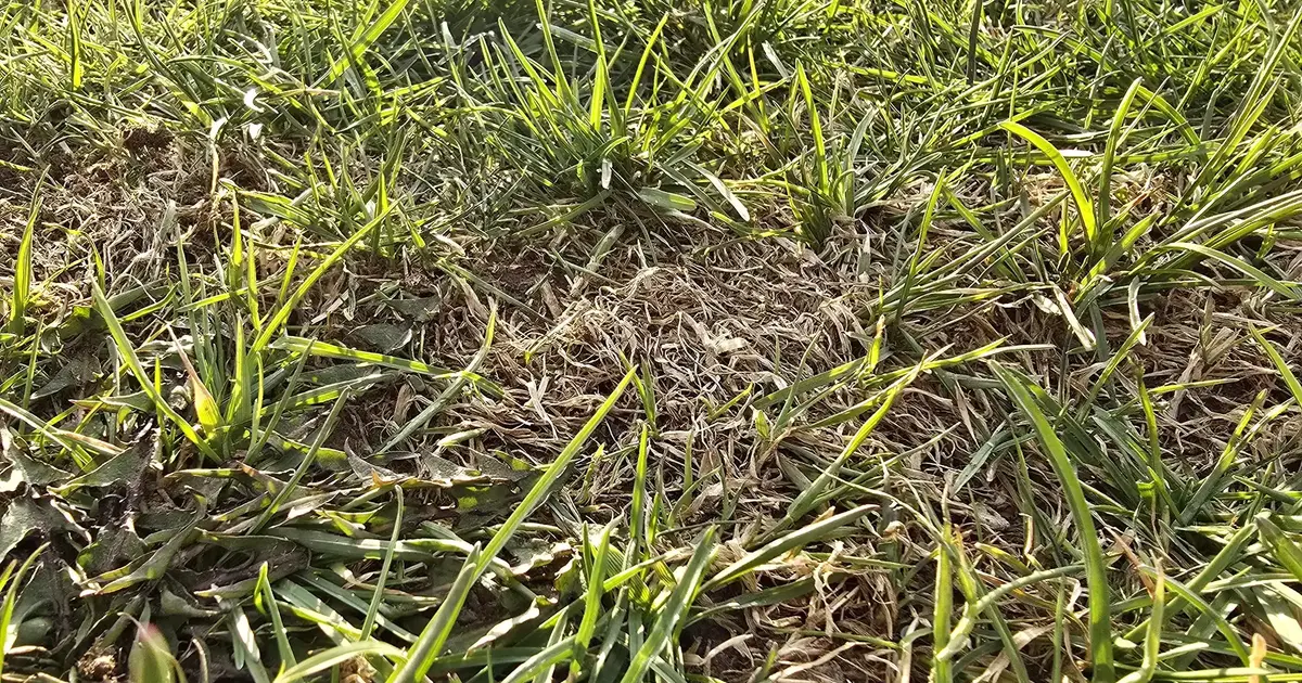 How Does Thatch Affect Your Lawn?