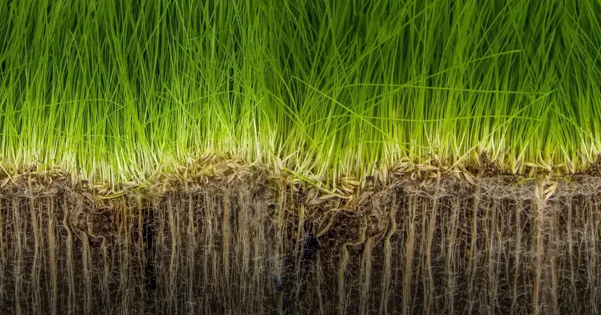 Liquid vs. Core Aeration: Which is Better For My Lawn?