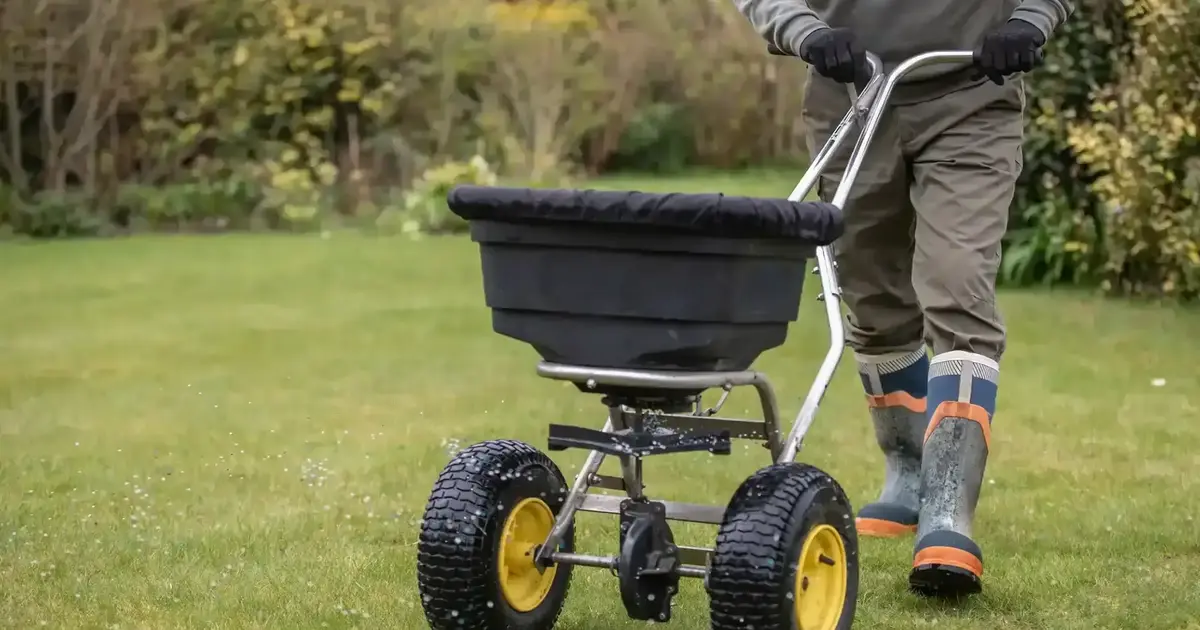 should-you-fertilize-before-or-after-rain