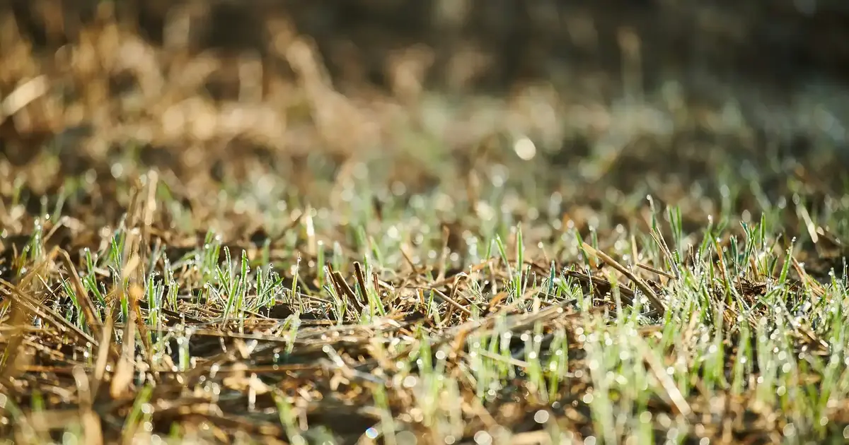 How Long Does It Take Grass Seed to Grow? Experts Offer Tips