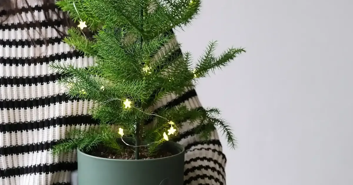 Potted christmas tree care uk