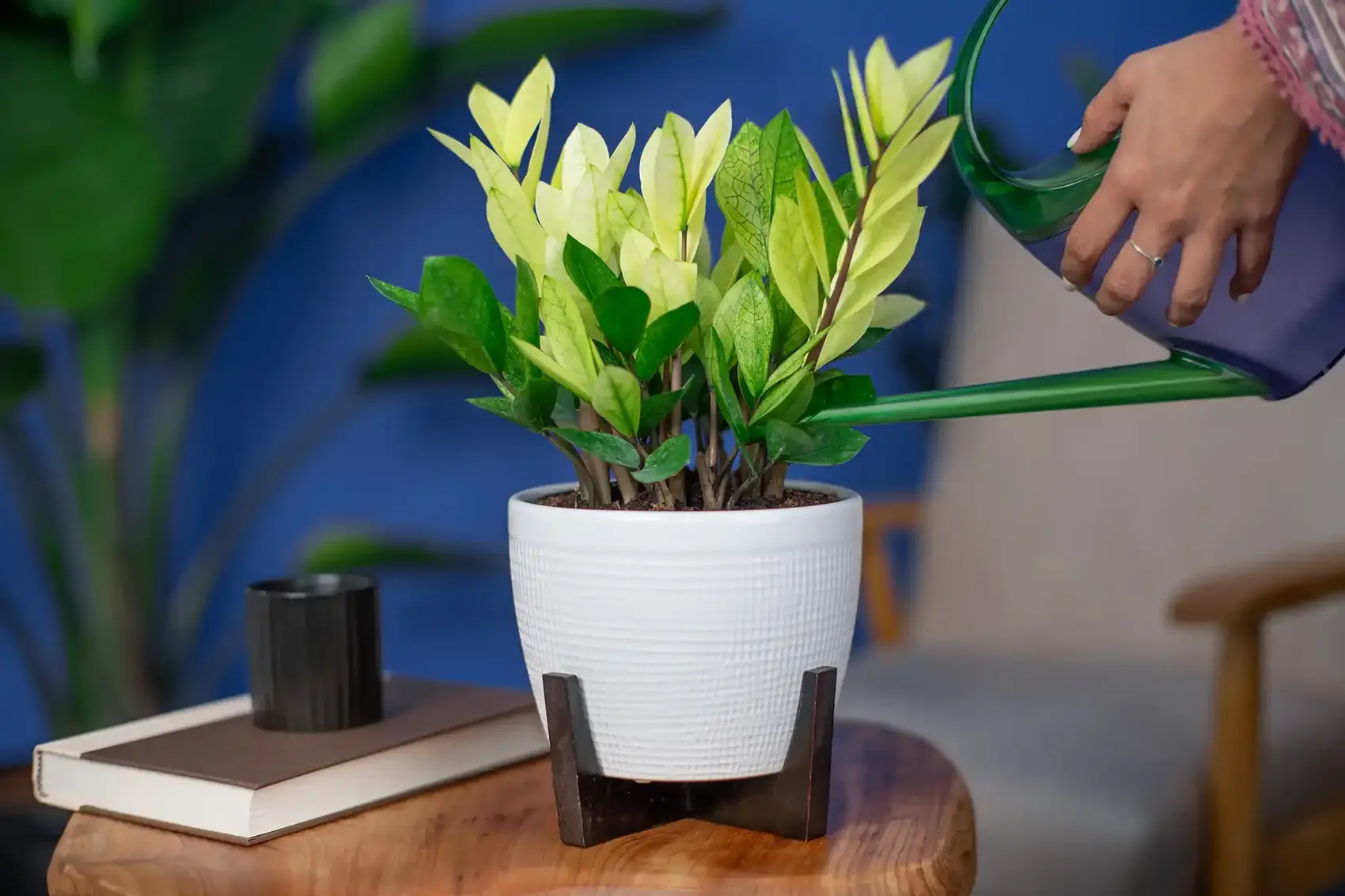 The New ZZ Plant Variety You Didn't Know You Needed