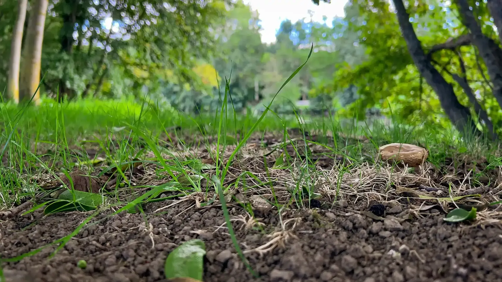 The Best Soil Temperature for Planting Grass